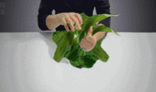 动态黄图动漫,揭秘虚拟世界中的激情与诱惑